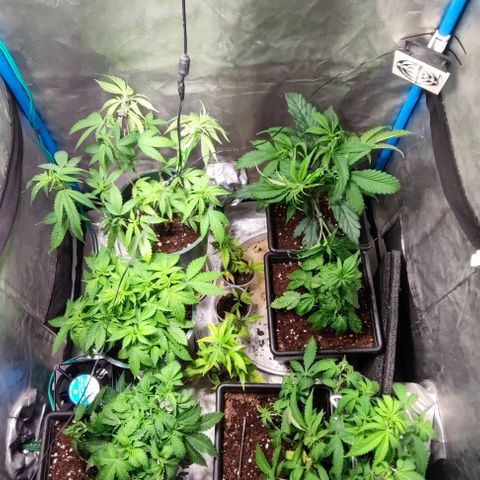 Moby-D growlog timeline photo