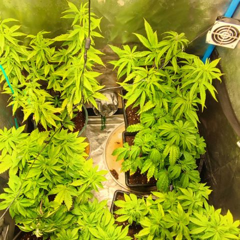 Moby-D growlog timeline photo