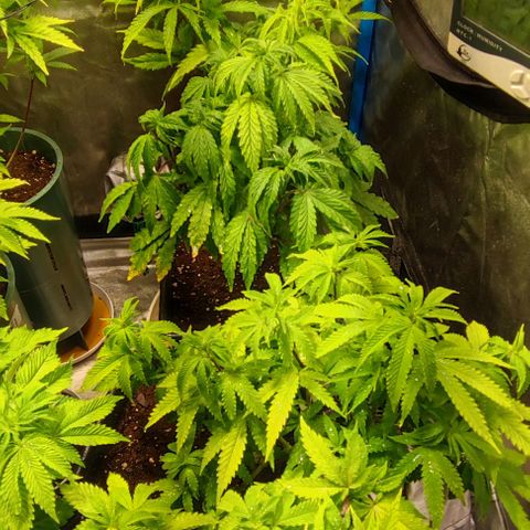 Moby-D growlog timeline photo