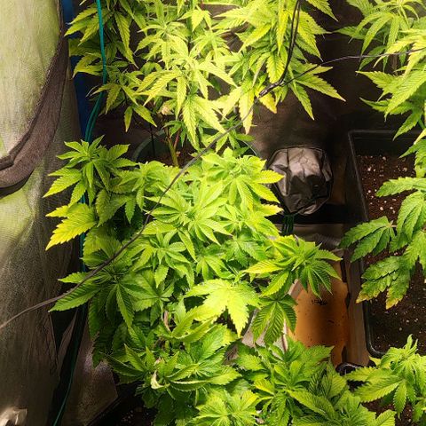 Moby-D growlog timeline photo
