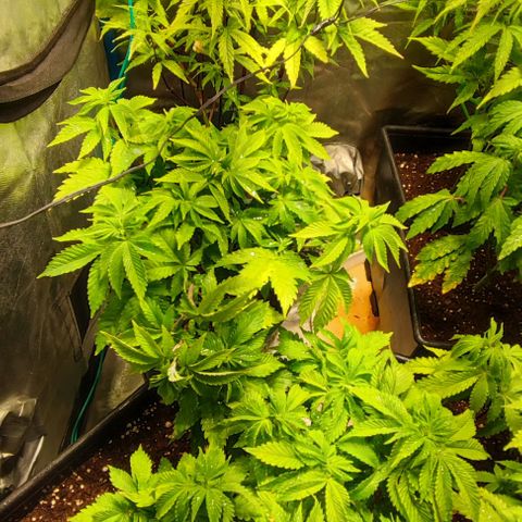Moby-D growlog timeline photo