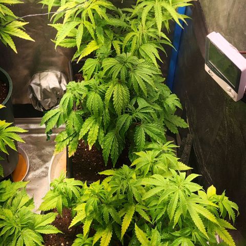 Moby-D growlog timeline photo
