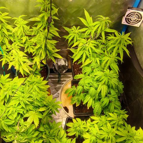 Moby-D growlog timeline photo