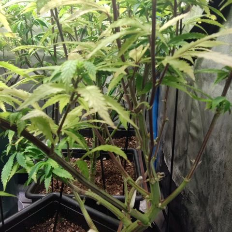 Moby-D growlog timeline photo