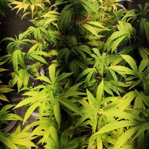 Moby-D growlog timeline photo