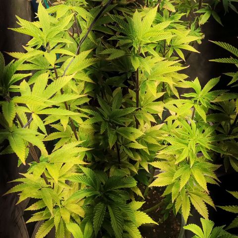 Moby-D growlog timeline photo