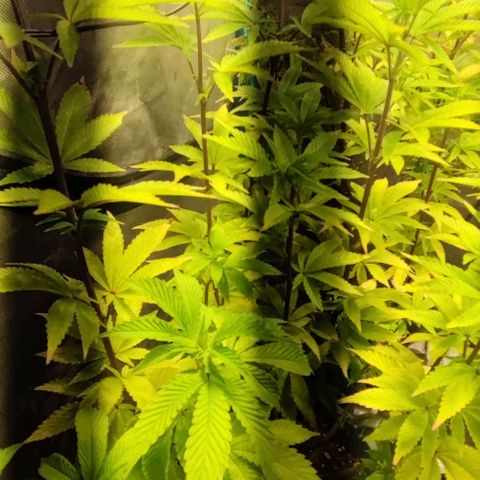 Moby-D growlog timeline photo