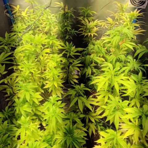 Moby-D growlog timeline photo