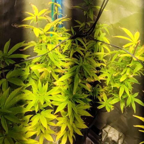 Moby-D growlog timeline photo