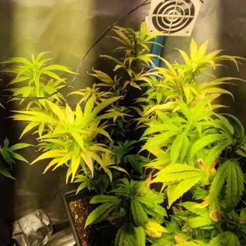 Moby-D growlog timeline photo