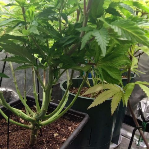Moby-D growlog timeline photo