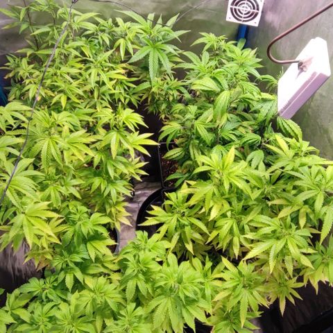 Moby-D growlog timeline photo