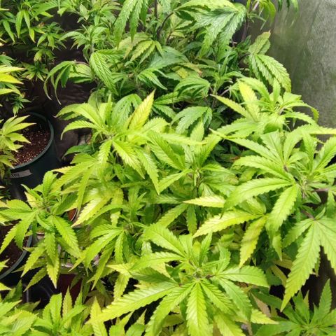 Moby-D growlog timeline photo
