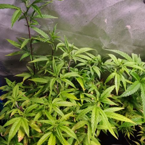Moby-D growlog timeline photo