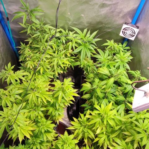 Moby-D growlog timeline photo