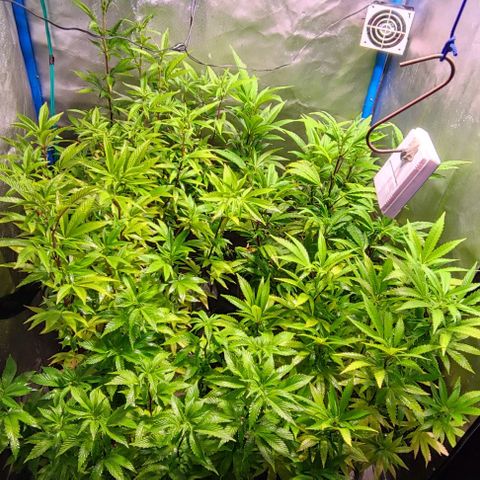 Moby-D growlog timeline photo