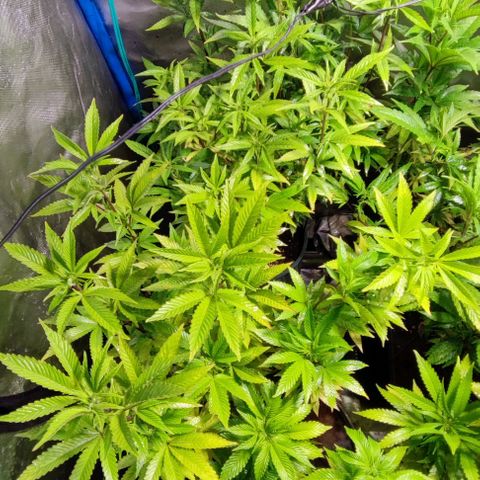 Moby-D growlog timeline photo