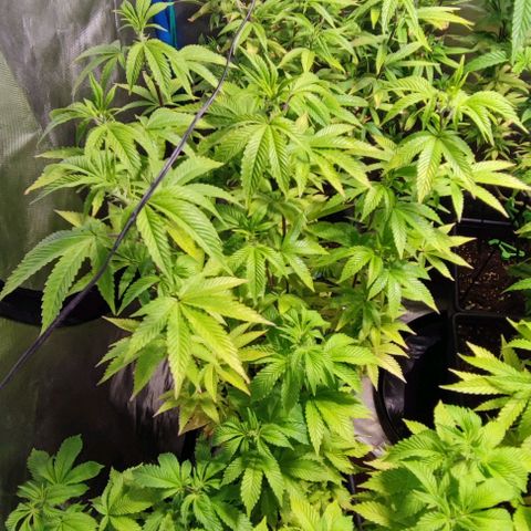 Moby-D growlog timeline photo