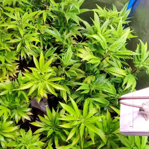 Moby-D growlog timeline photo