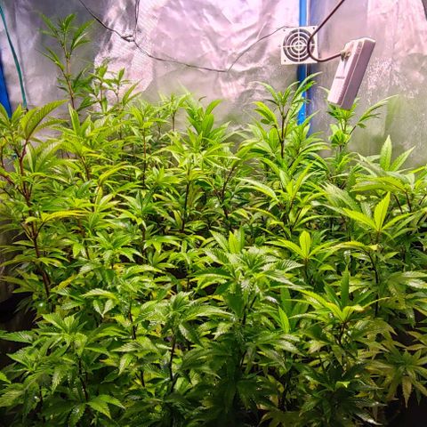 Moby-D growlog timeline photo