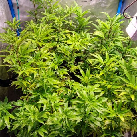 Moby-D growlog timeline photo
