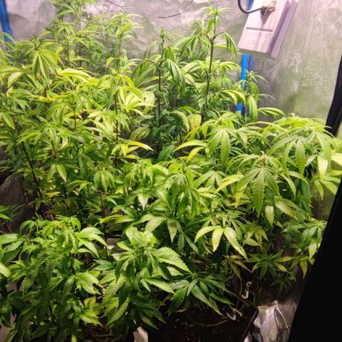 Moby-D growlog timeline photo
