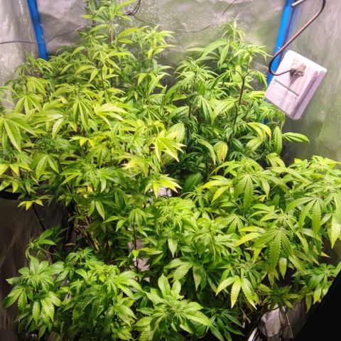 Moby-D growlog timeline photo