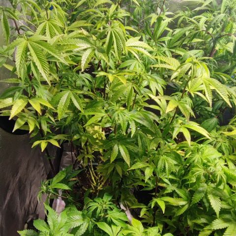 Moby-D growlog timeline photo