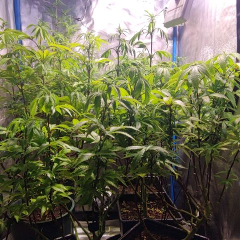 Moby-D growlog timeline photo