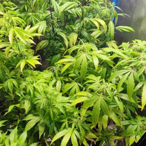 Moby-D growlog timeline photo