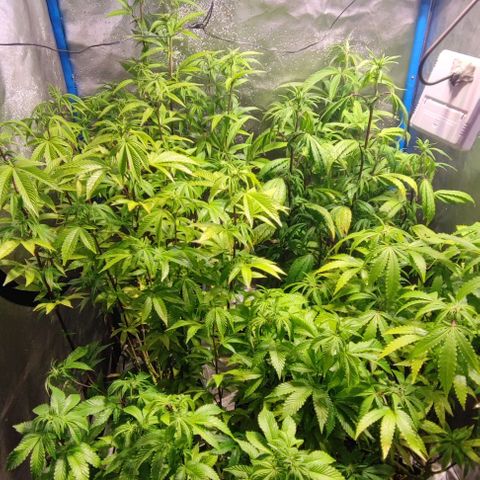 Moby-D growlog timeline photo