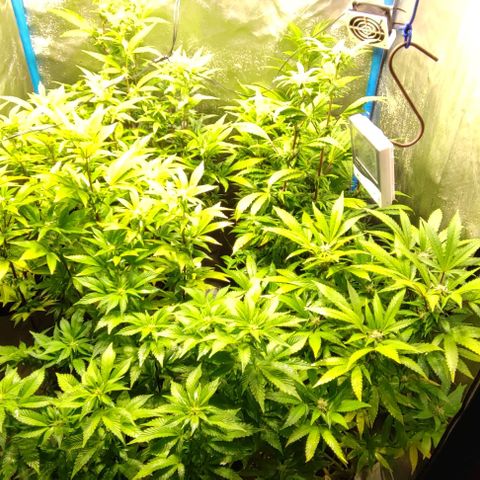Moby-D growlog timeline photo