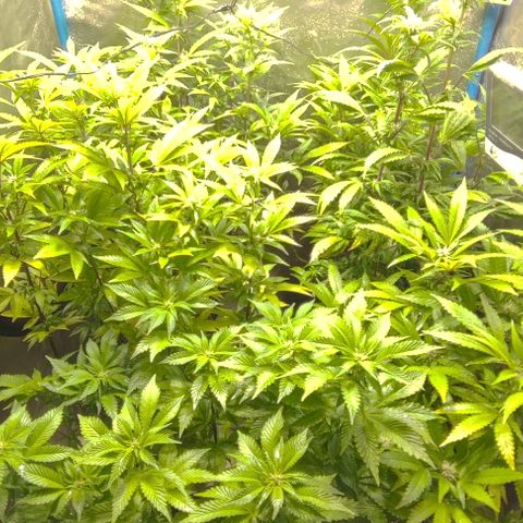 Moby-D growlog timeline photo