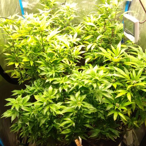 Moby-D growlog timeline photo