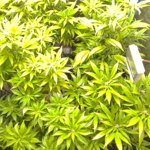 Moby-D growlog timeline photo