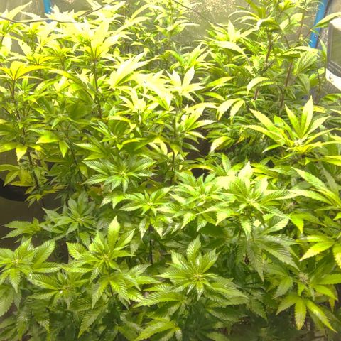 Moby-D growlog timeline photo
