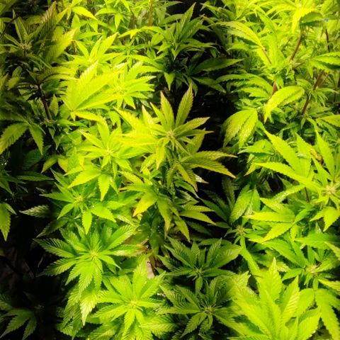 Moby-D growlog timeline photo