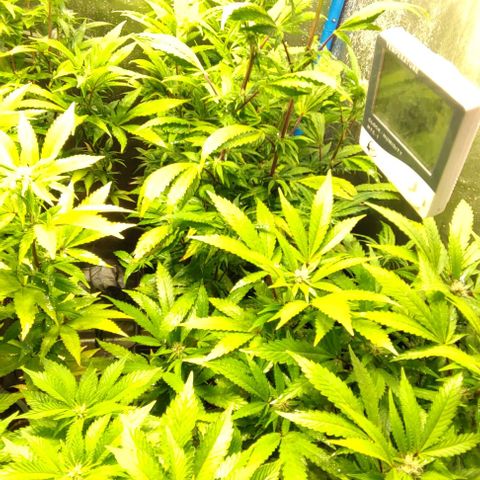 Moby-D growlog timeline photo