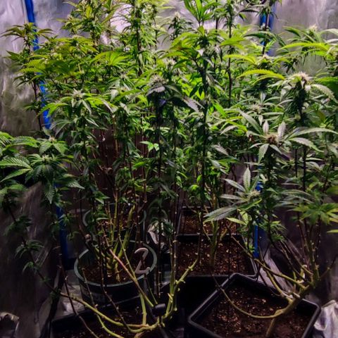 Moby-D growlog timeline photo