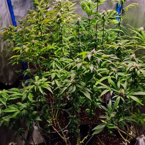 Moby-D growlog timeline photo