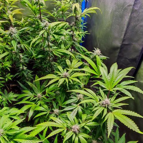 Moby-D growlog timeline photo