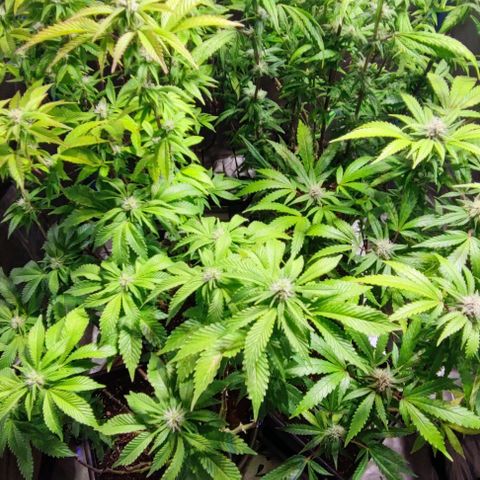 Moby-D growlog timeline photo