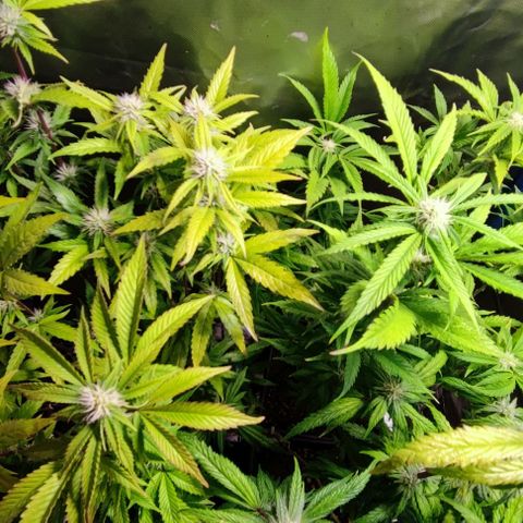 Moby-D growlog timeline photo