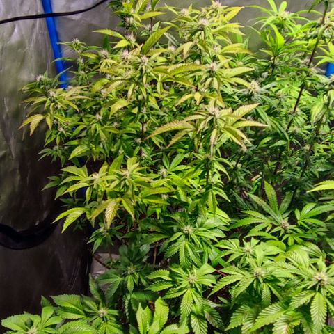 Moby-D growlog timeline photo