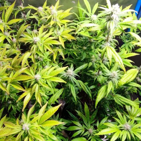 Moby-D growlog timeline photo