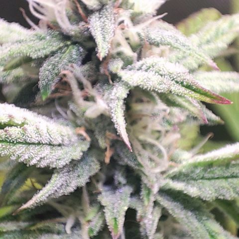 Moby-D growlog timeline photo