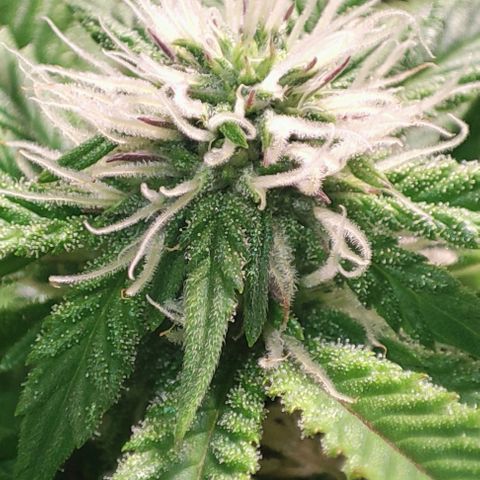 Moby-D growlog timeline photo