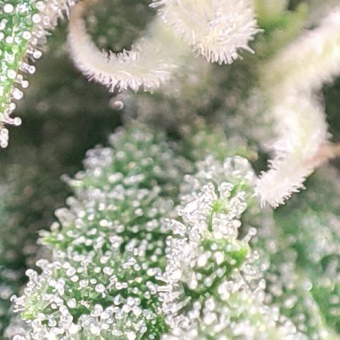 Moby-D growlog timeline photo
