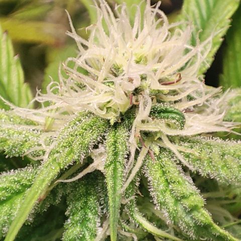 Moby-D growlog timeline photo