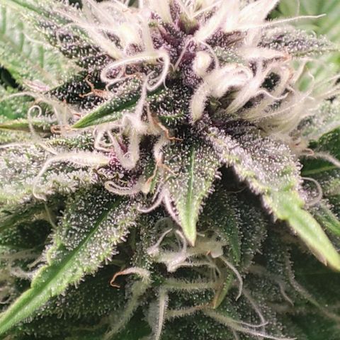 Moby-D growlog timeline photo